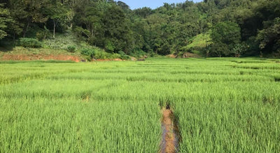 Diwon- The Abode of Eri Silk