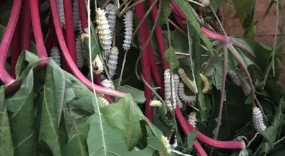 Sericulture, Silkworms, and The Methods Of Rearing Silk